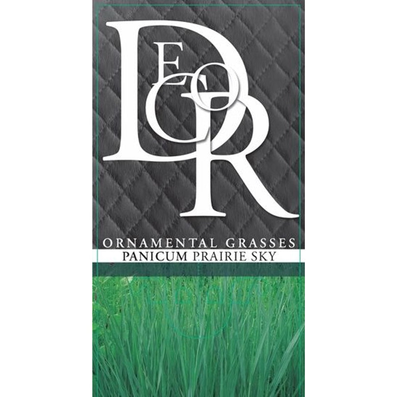 Präriestarr – Panicum virgatum 'Prairie Sky' - C2